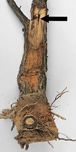 Castiarina flavopicta, PL4542x, pupa, in Olearia decurrens (PJL 3399) stem, MU, photo by A.M.P. Stolarski, 10.0 × 3.5 mm